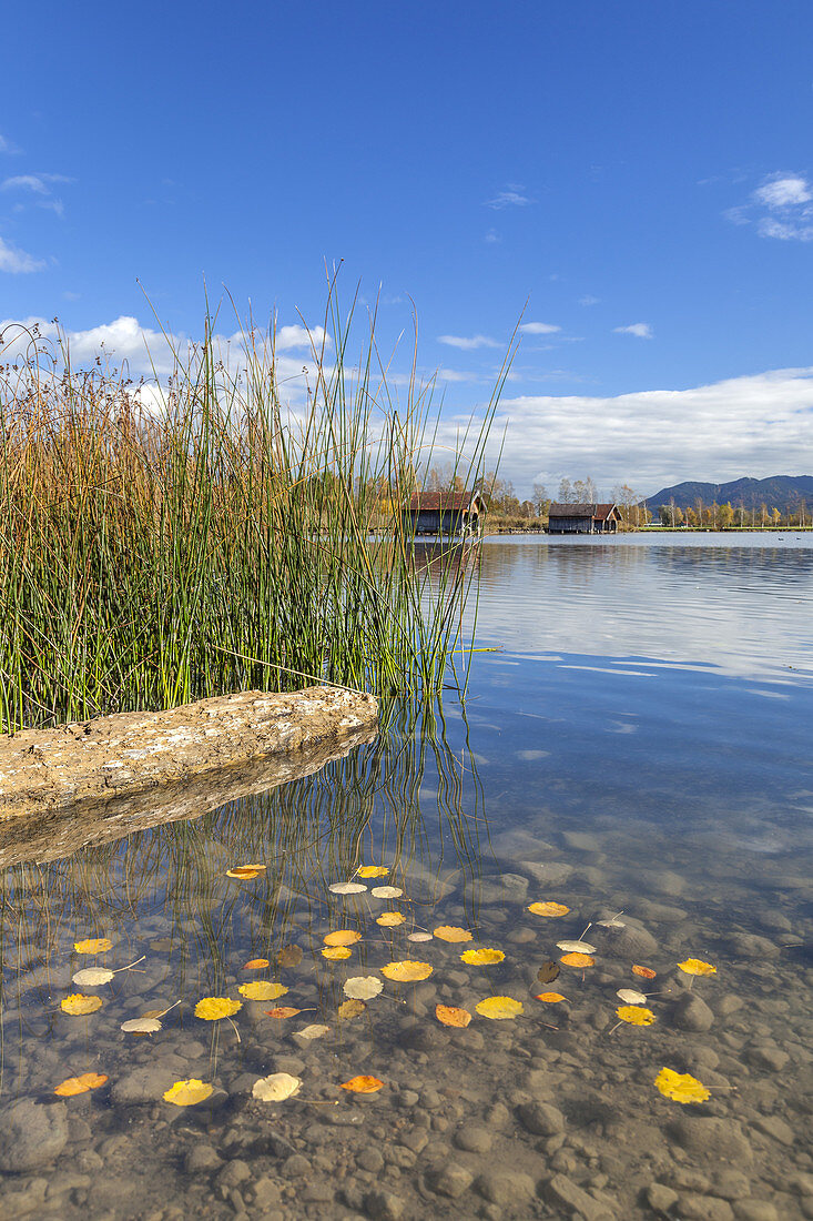 Autumn on the Kochelsee overlooking the Bavarian Prealps, Schlehdorf, Tölzer Land, Upper Bavaria, Bavaria, Germany