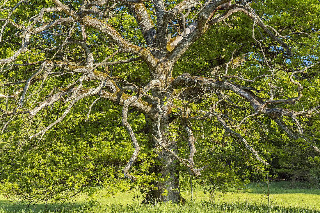 Oak tree in Bernrieder Park, Bernried, Upper Bavaria, Bavaria, Germany