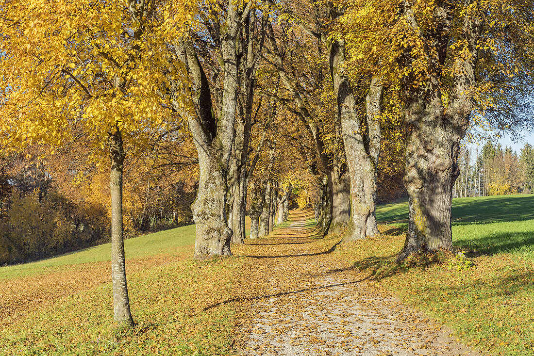 Lindenallee at Berg bei Starnberg, Upper Bavaria, Bavaria, Germany