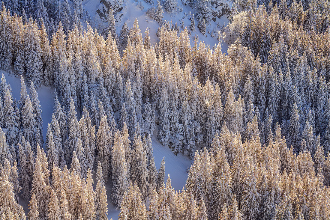 Winterwald unterhalb des Wendelstein  (1838 m), Mangfallgebirge, Bayerischzell, Oberbayern, Bayern,  Deutschland