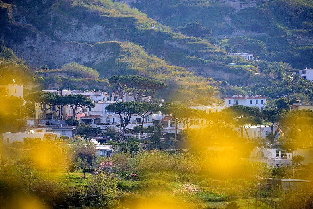 Blick durch gelbe Blüten auf Häuser und Pinien bei Sant Angelo, Insel Ischia, Kampanien, Italien