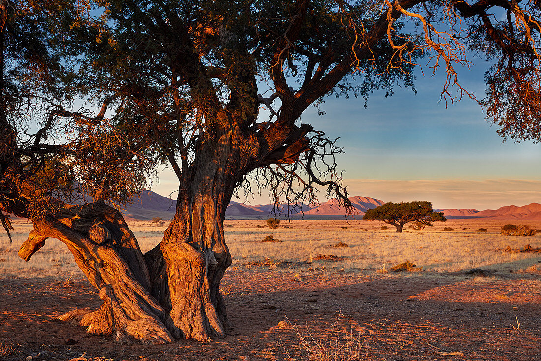 Camelthorn acacia in the Tiras Mountains on the edge of the Namib Desert, Namibia