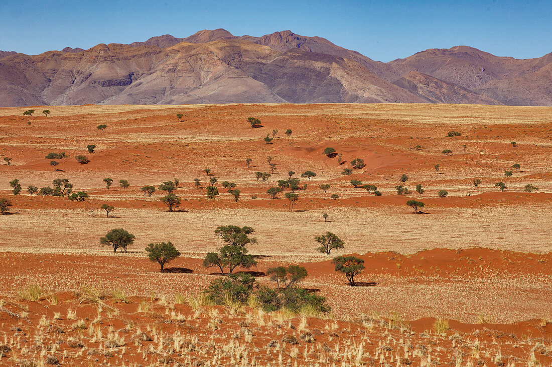Rote Dünen und Kameldornakazien im Namib Rand Nature Reserve, Namib Naukluft Park, Namibia