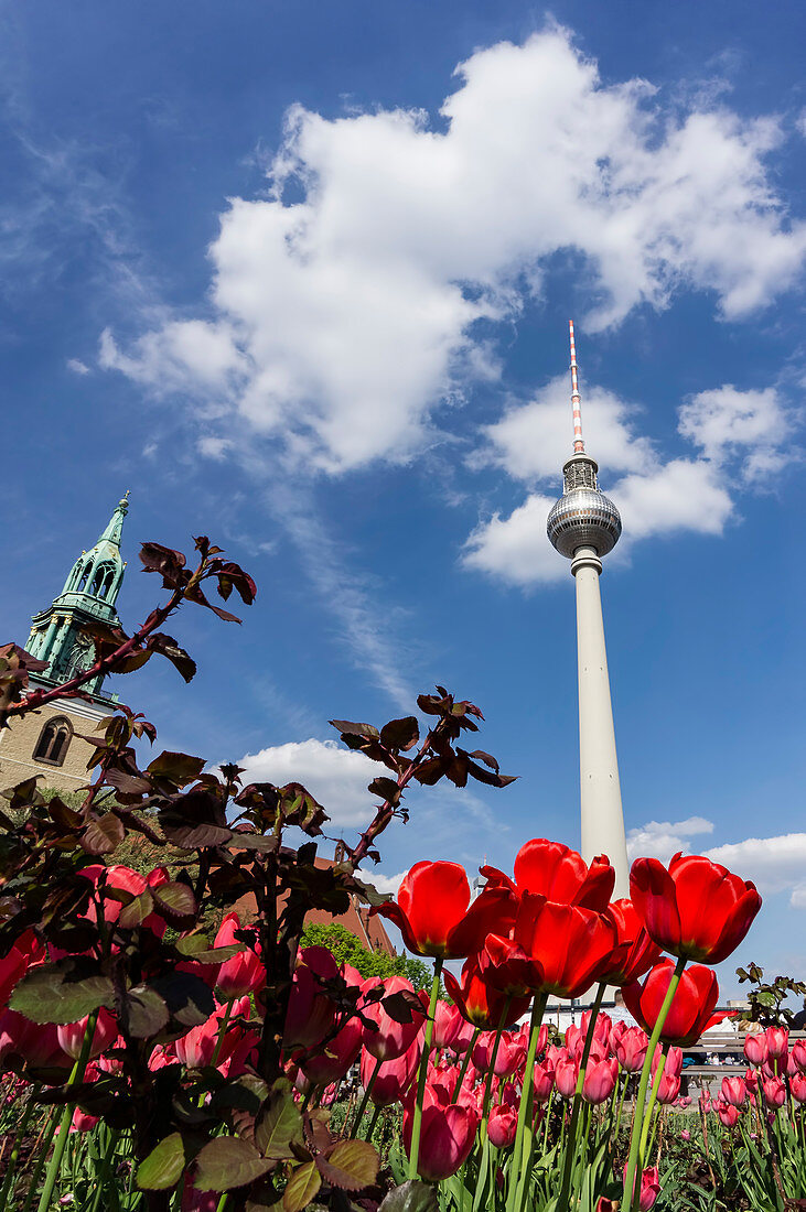 The Fernsehturm Alex with blooming tulips in spring, Berlin, Germany