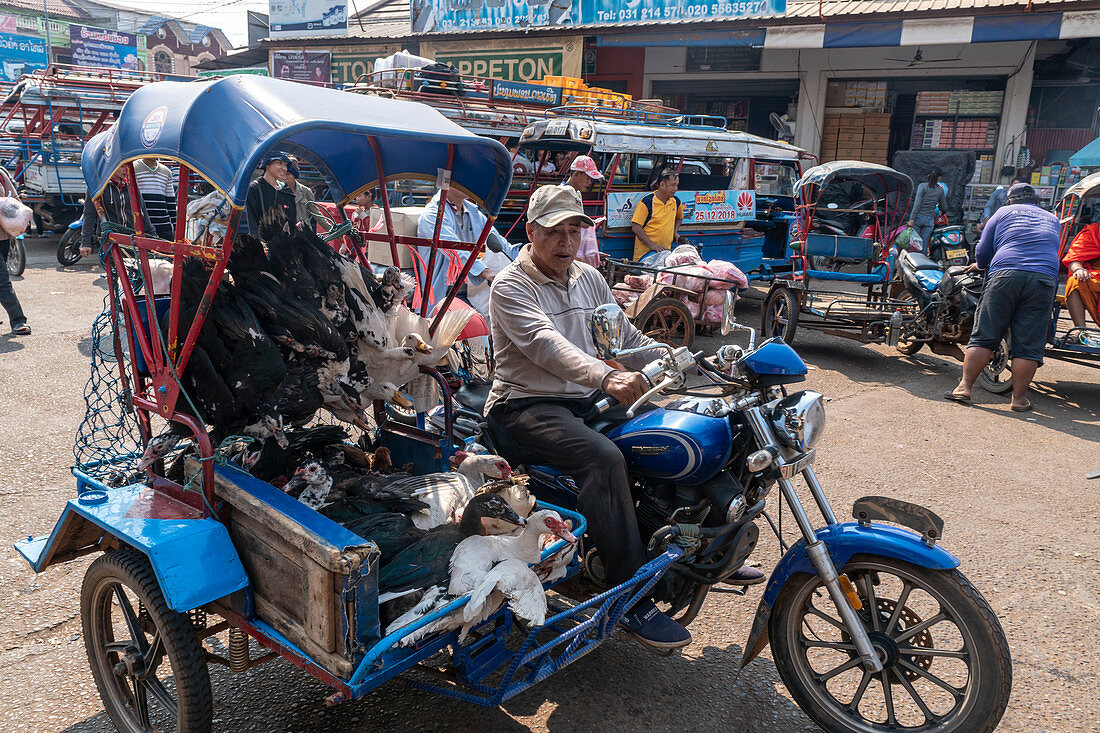 Markt in Pakse, Mann auf Motorrad mit Federvieh, Laos