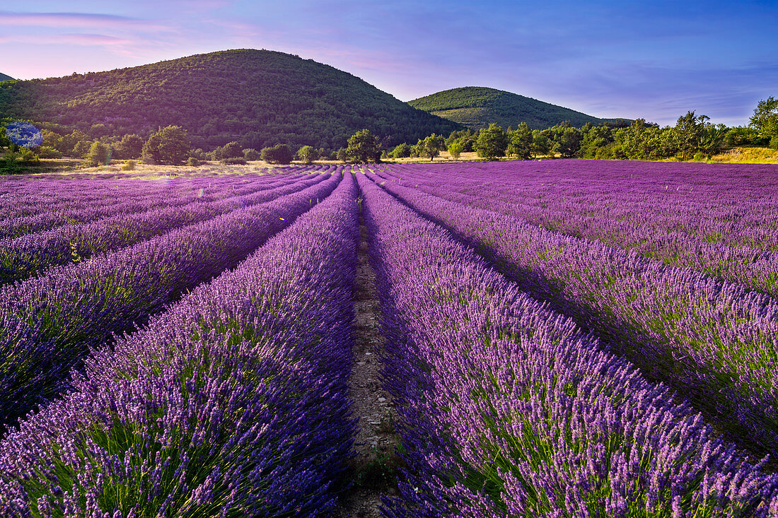 Blossoming lavender, Montagne de Lure, Vaucluse, Alpes-de-Haute-Provence, France