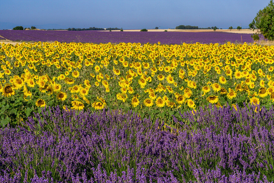 Sunflowers and lavender, Valensole Plateau, Provence, France