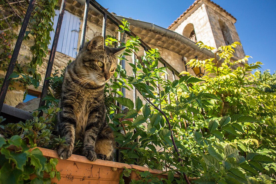 Hauskatze lauert vor einem Landhaus in Oppedette, Provence