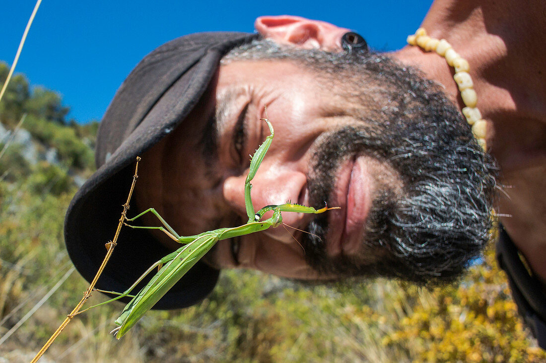 Wanderer bestaunt Gottesanbeterin (Mantis Religiosa) in der Provence-Alpes-Côte d'Azur bei Oppedette