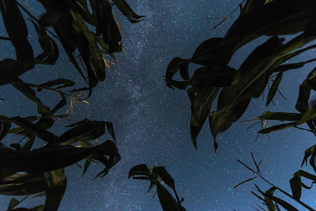 Starry night sky, view from below of a corn field