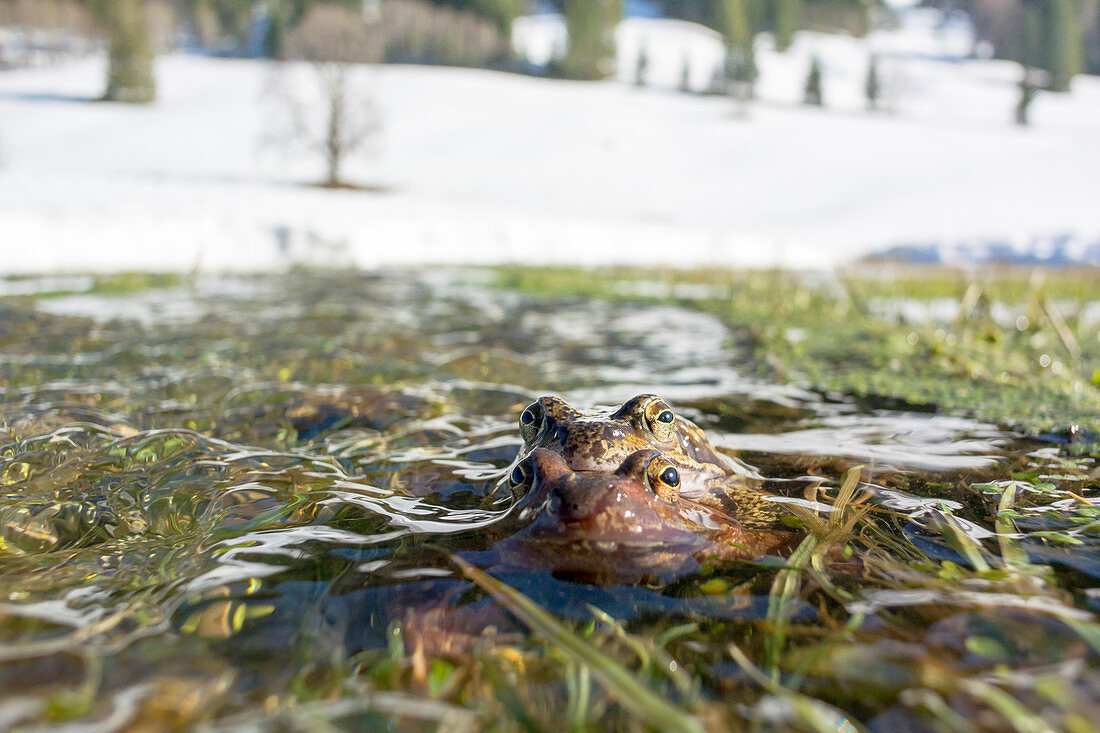 Kröten wandern im Oberallgäu über den Schnee zu ihren Laichplätzen auf überschwemmten Wiesen