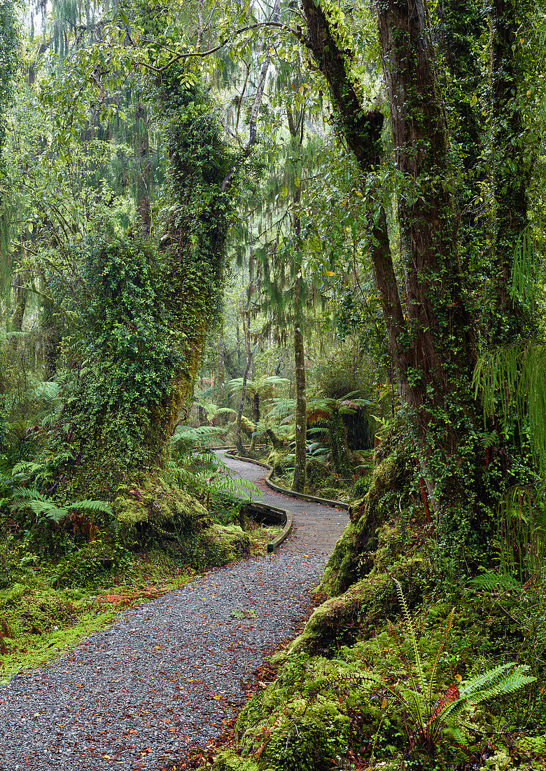Regenwald bei Ship Creek, West Coast, Südinsel, Neuseeland, Ozeanien