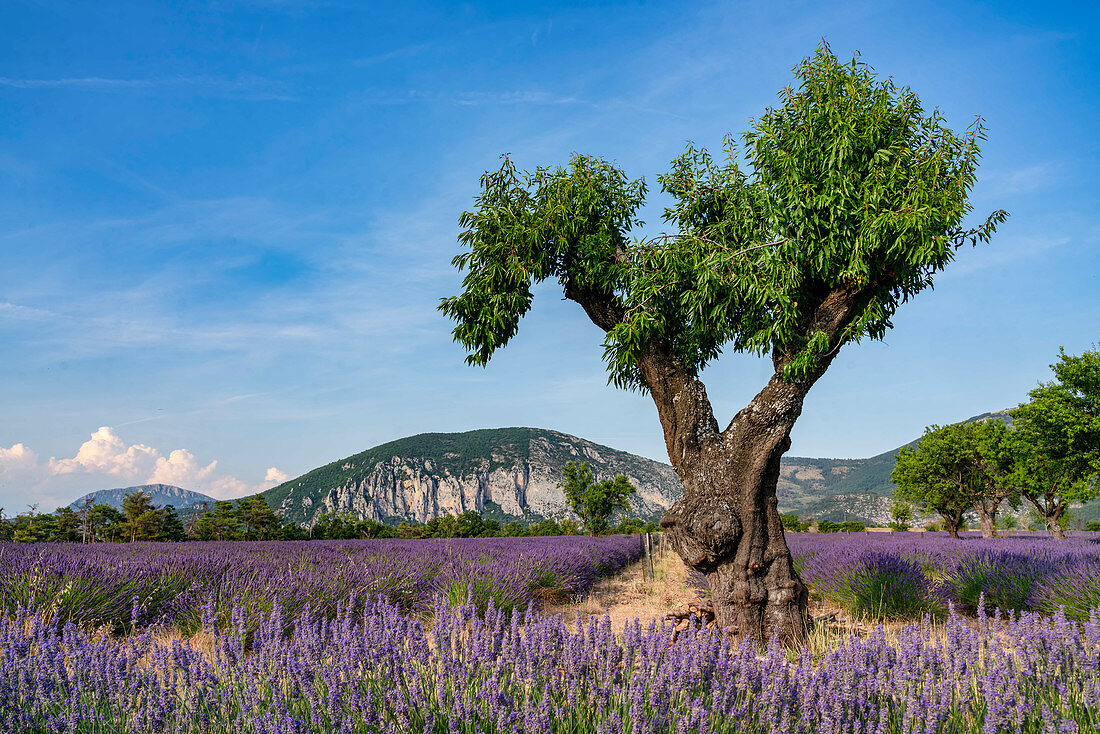 Lavender on the plateau of Valensole, Plateau de Valensole, Provence, France