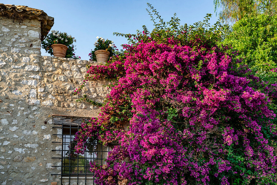 House facade with bouganville (triple flower) in Saint-Paul-de-Vence, Alpes-Maritimes, Provence-Alpes-Cote d'Azur region, France