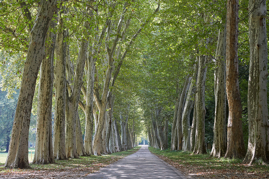 Platanenallee im Schlossgarten Stuttgart, Baden-Württemberg, Deutschland