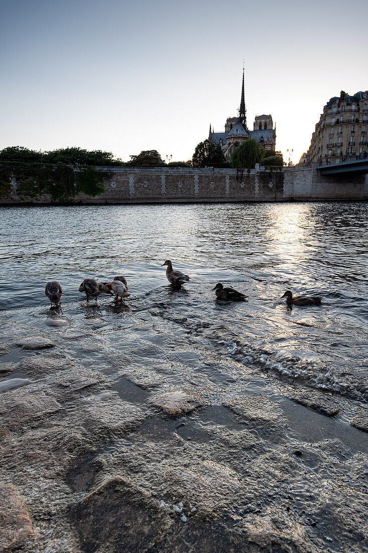 Gruppe von Enten am Ufer der Seine mit Blick auf die Aiguille der Kathedrale Notre-Dame, Paris, Frankreich