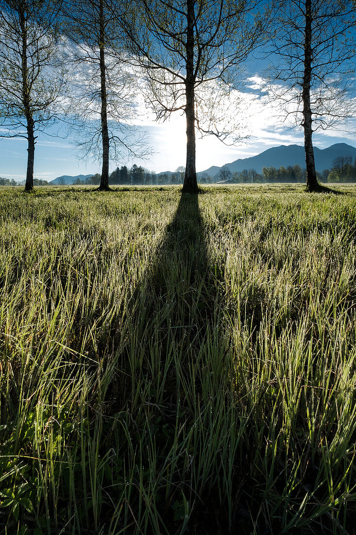 Schattenwurf eines Baumes, Wiese mit Morgentau, Landschaft bei Kochel, Bayern, Deutschland