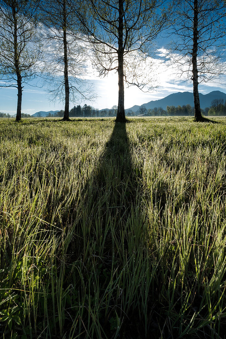Tree shadows on a meadow with morning dew on the grass in the early morning at Kochel, mountains in the background, foothills, Bavaria, Germany