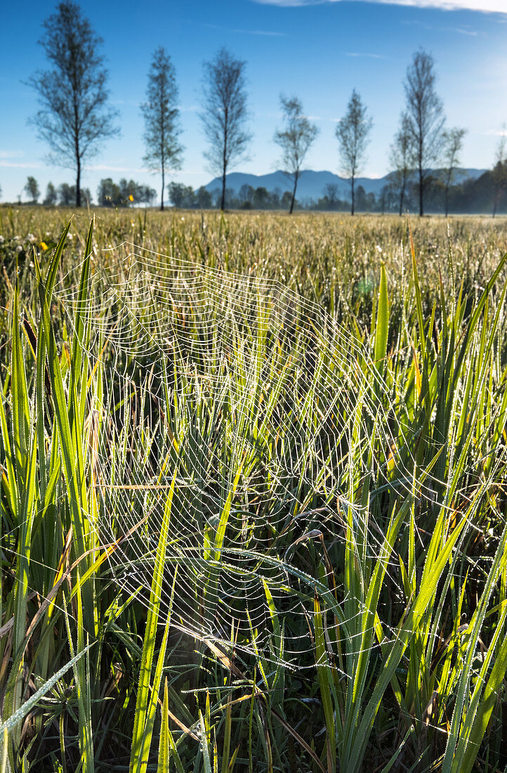 Spinnennetz mit Morgentau in einer Wiese am frühen Morgen bei Kochel, Voralpenland, Bayern, Deutschland
