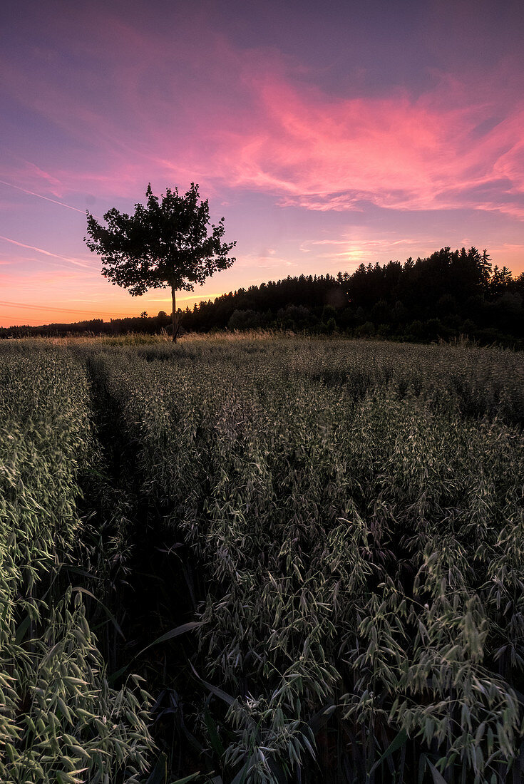 Tree in the cornfield at sunset, Voralpenland, Bavaria, Germany