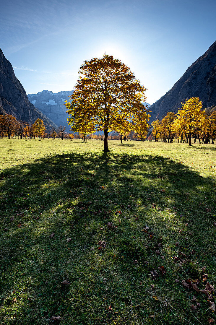Maple tree in the Ahornboden in autumn, Hinteriß, Tirol, Austria
