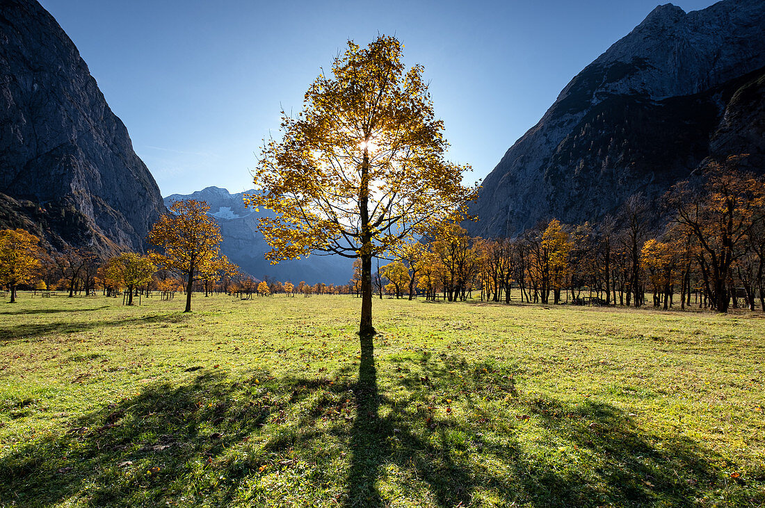 Ahornbaum im Ahornboden im Herbst, Hinterriß, Tirol, Österreich