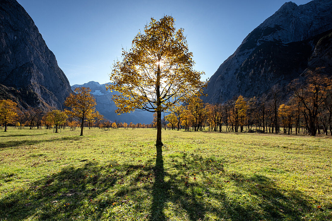 Maple tree in the Ahornboden in autumn, Hinteriss, Tirol, Austria