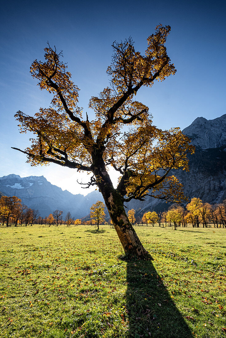 Ahornbaum im Ahornboden im Herbst, Hinterriß, Tirol, Österreich