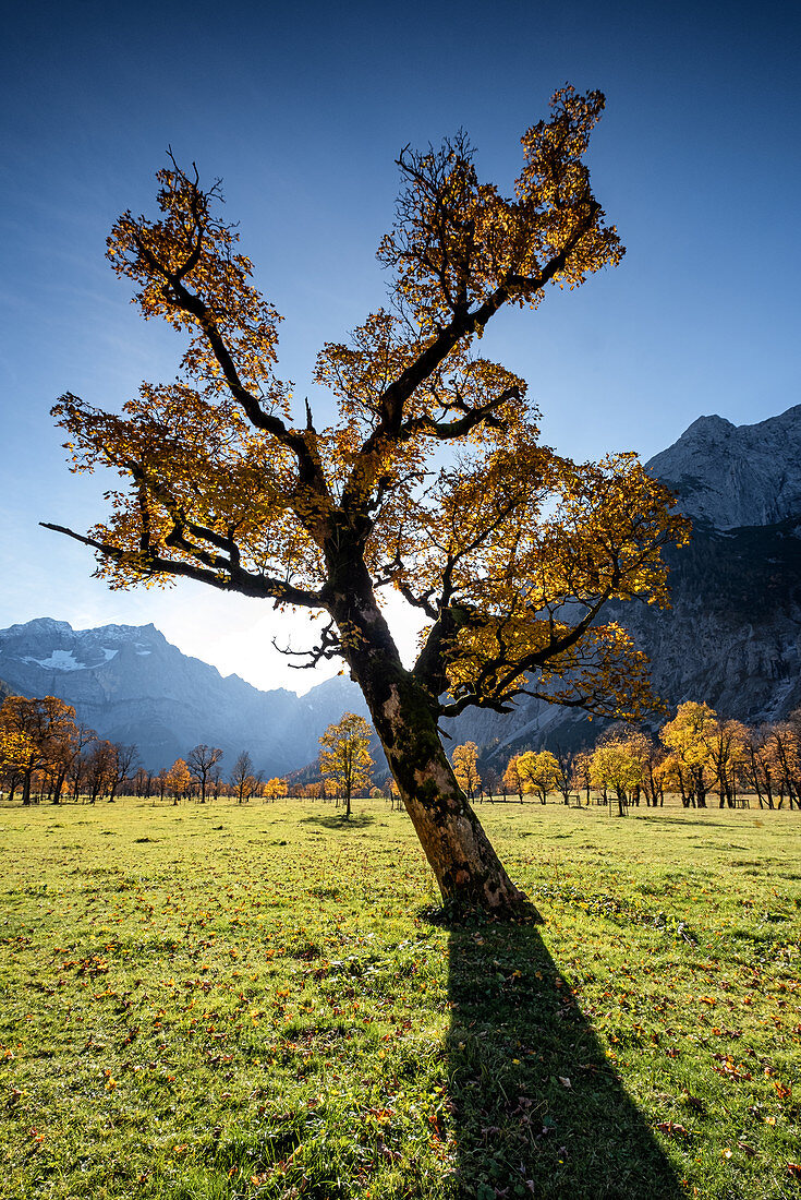 Maple tree in the Ahornboden in autumn, Hinteriss, Tirol, Austria