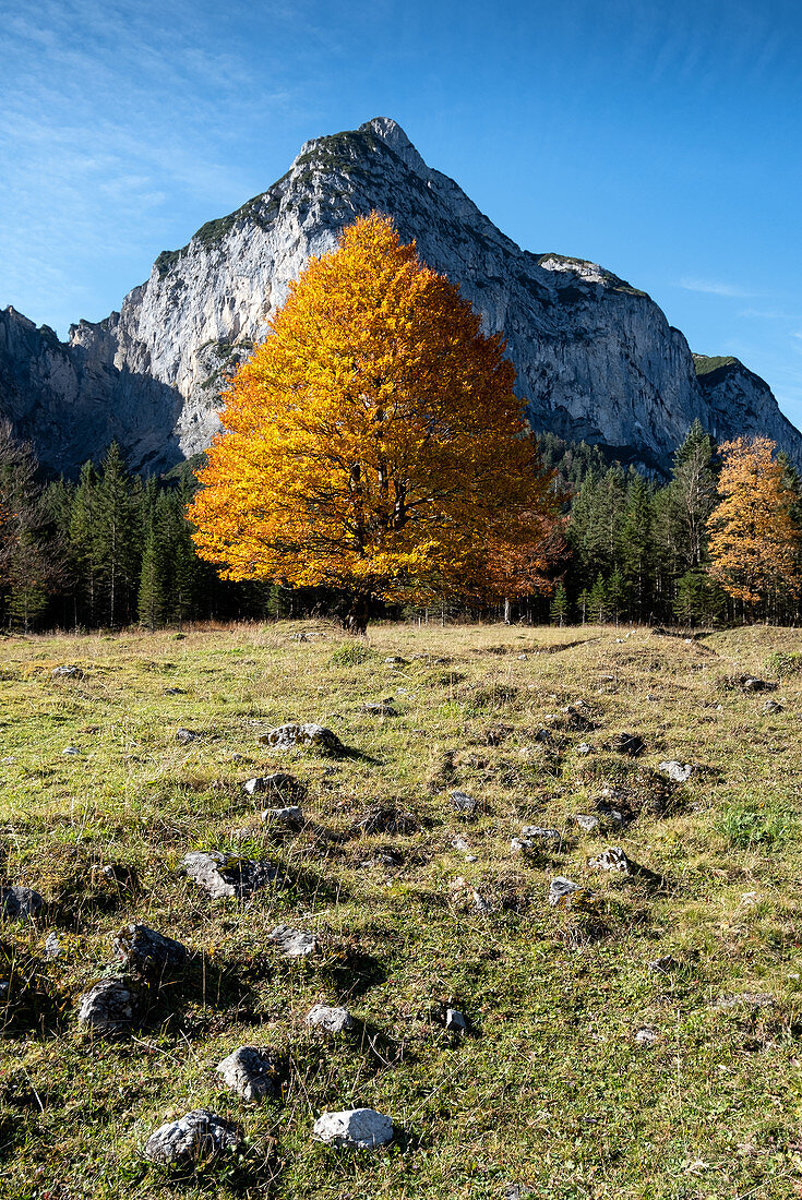 Karwendel mountains with beech in autumn colors in the foreground, Hinteriß, Tyrol, Austria