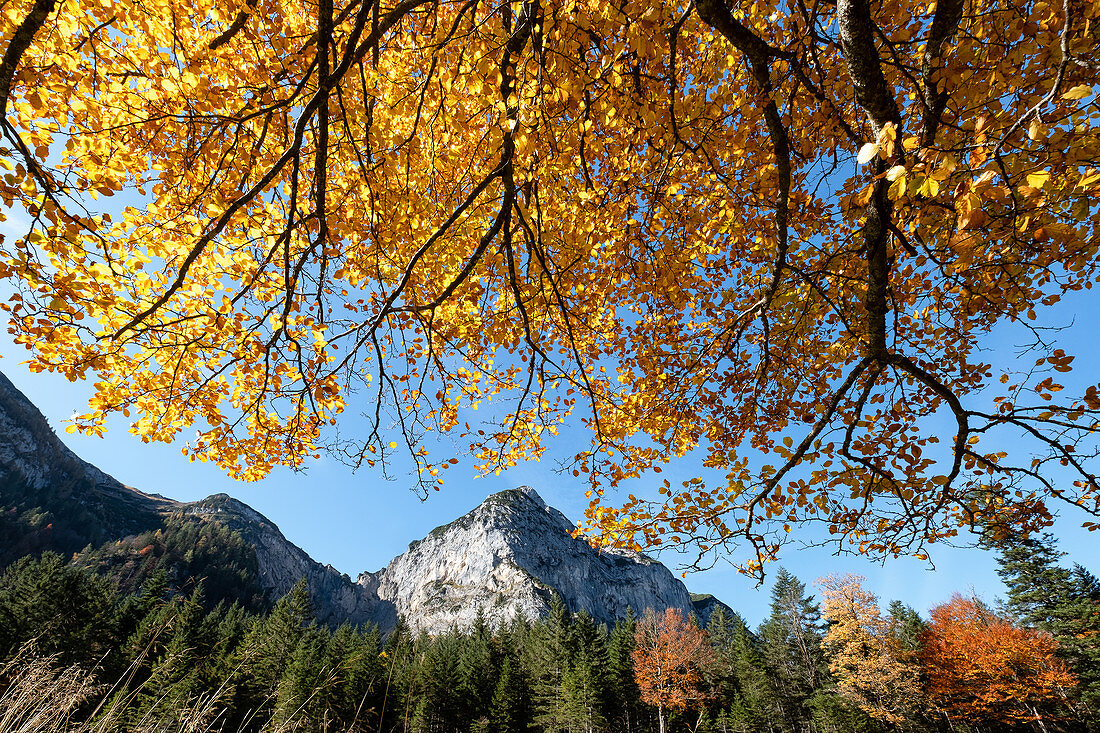 Karwendel mountains with beech in autumn colors in the foreground, Hinteriss, Tyrol, Austria