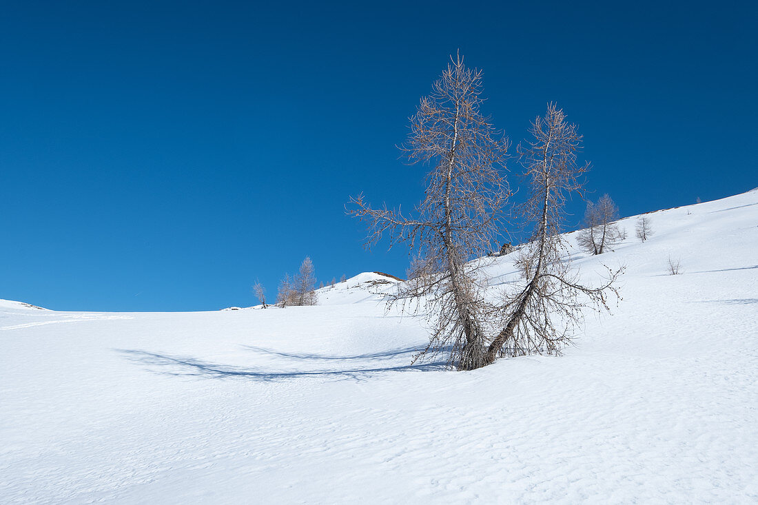 Snowscape with larches on the Passo di Giau in winter. Crossing to the spring, Dolomites, Cortina d'Ampezzo, Belluna, Italy