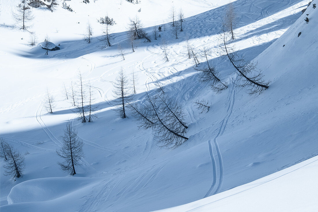 Skispuren im Schnee zwischen schräg stehenden Lärchen, Dolomiten, Cortina d’Ampezzo, Belluno, Italien