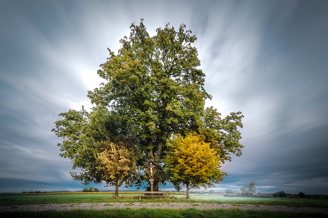 Chestnut tree with way cross and imposing cloud sky on the field