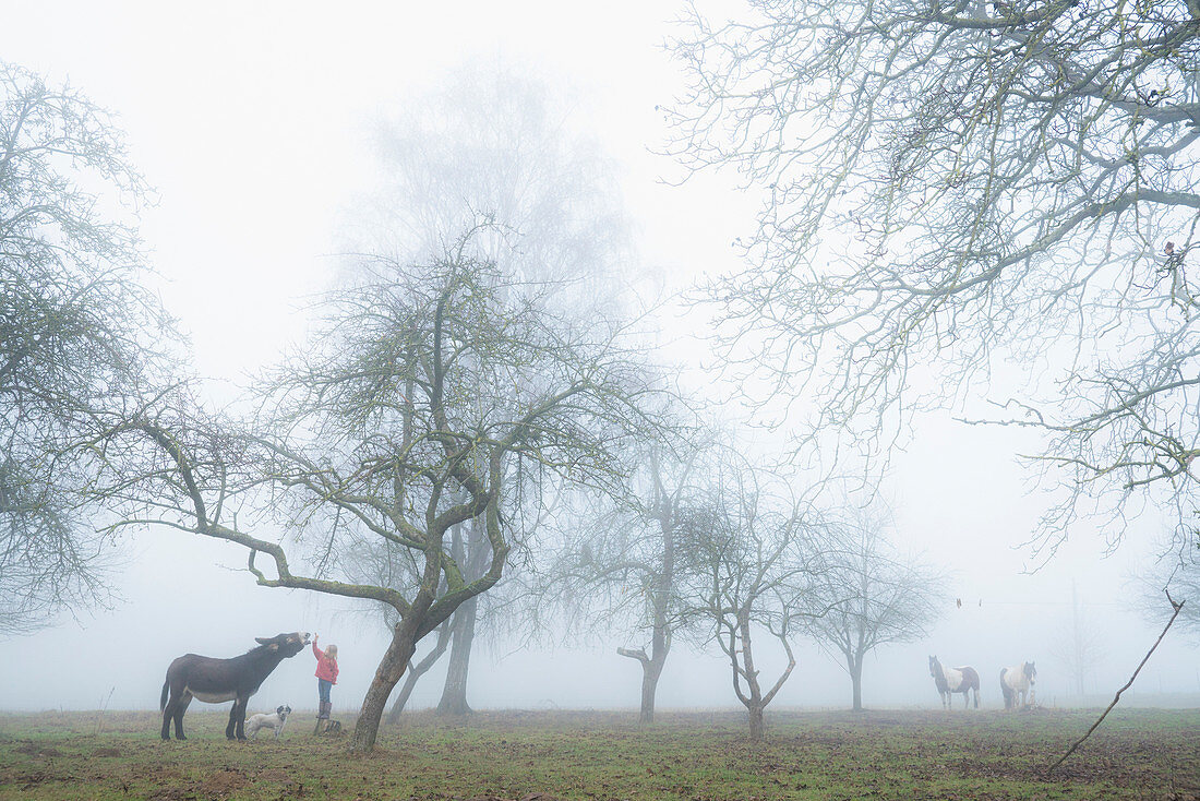 Mädchen mit Hund und Esel auf nebeligem ländlichem Bauernhof