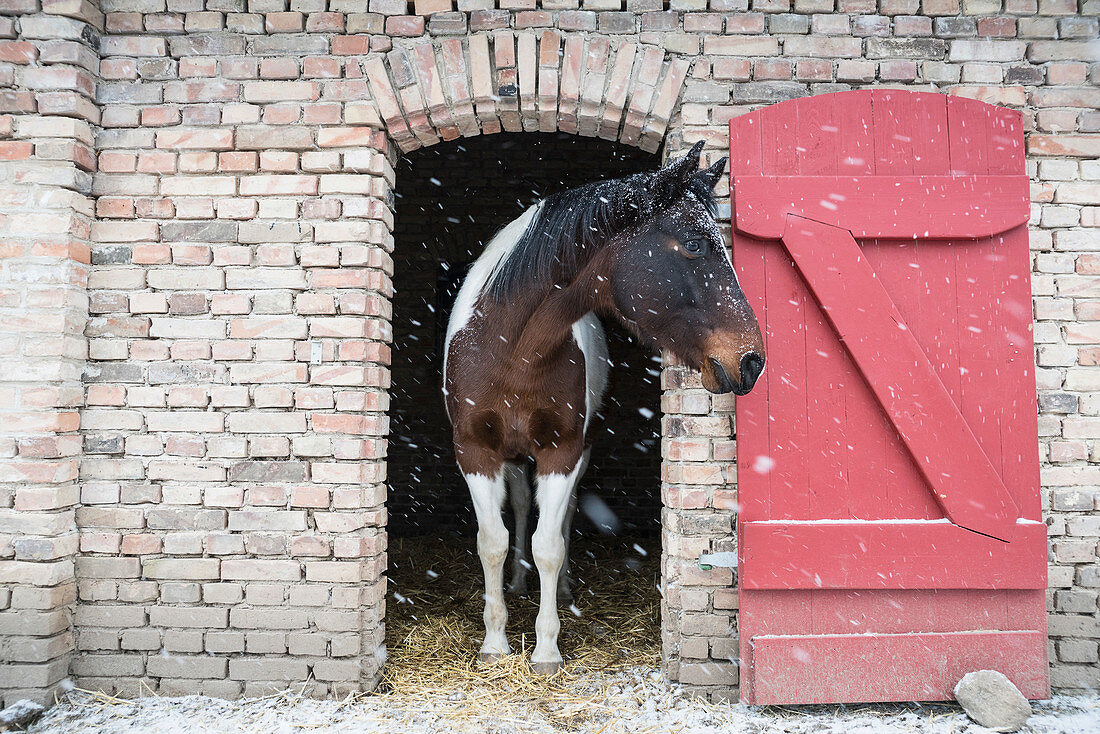 Schnee fällt über Pferd im Stalltor
