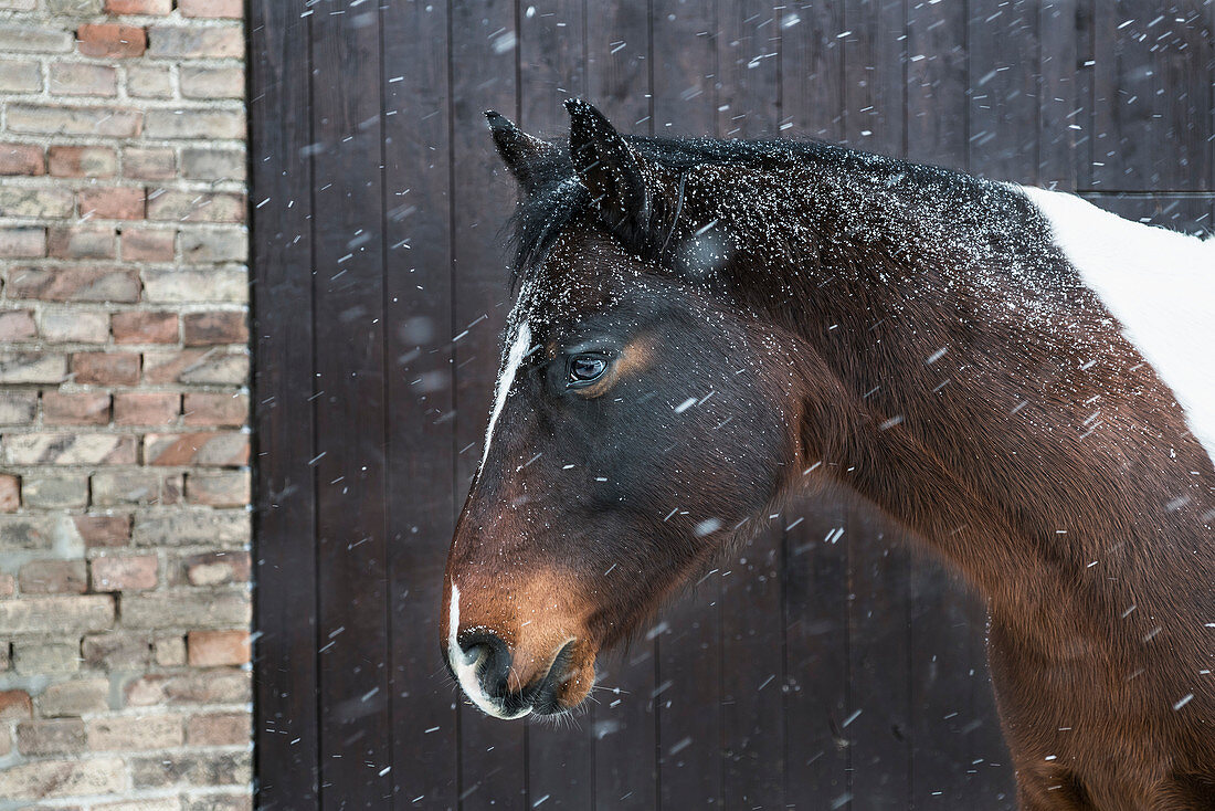 Snow falling over horse