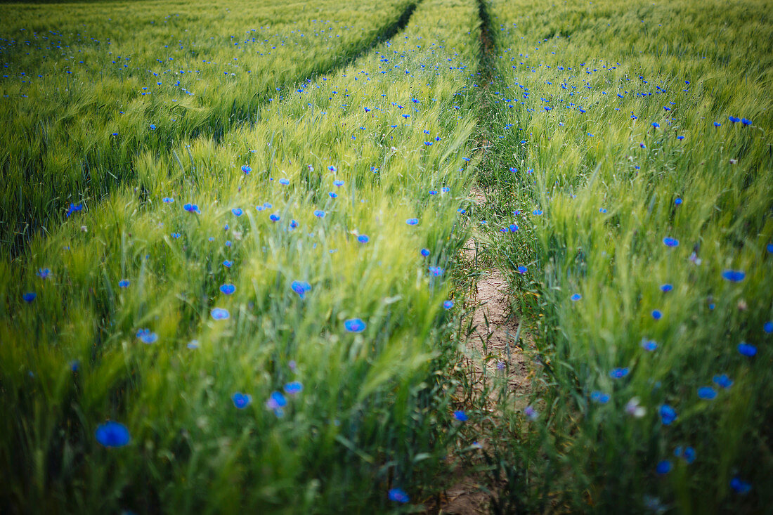 Blue wildflowers growing in idyllic, rural green wheat field
