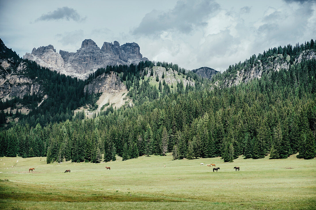 Pferde im idyllischen grünen Tal, Naturpark Drei Zinnen, Südtirol, Italien
