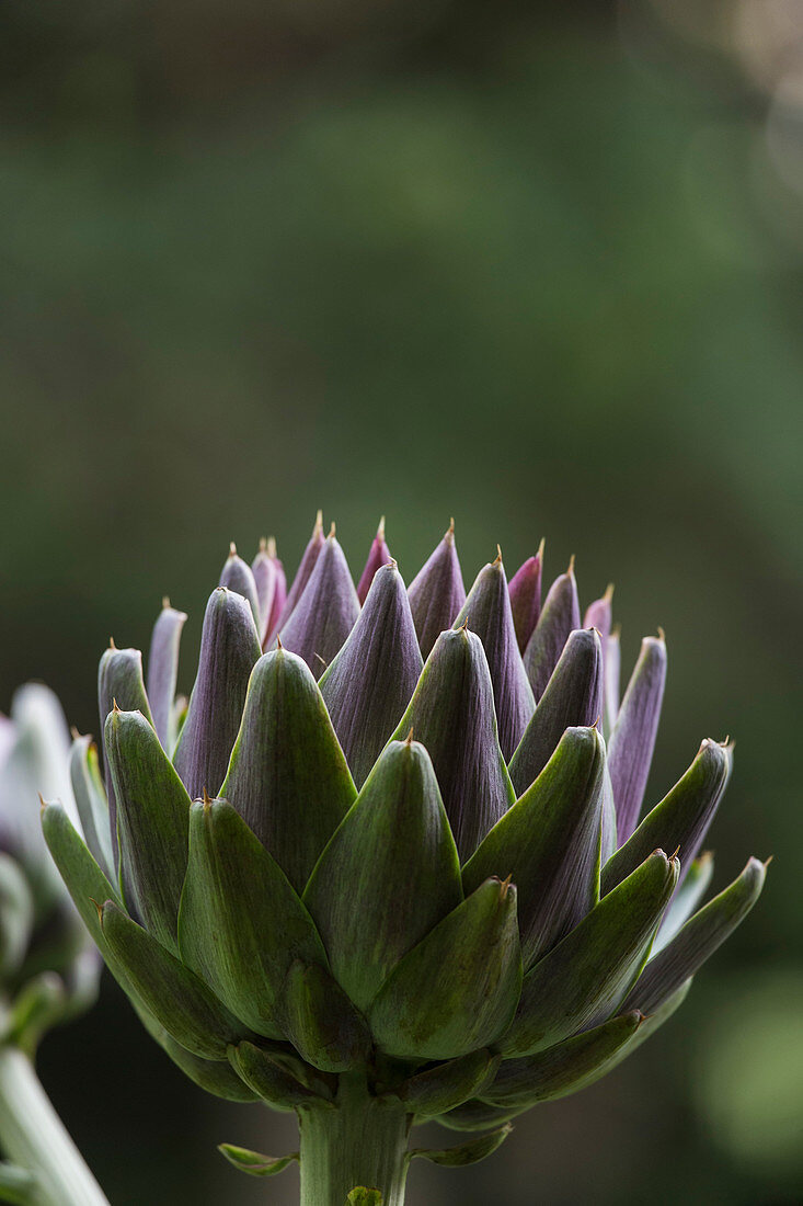 Close up artichoke plant