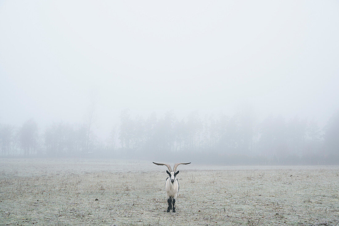 Peacock goat standing in foggy field, Wiendorf, Mecklenburg, Germany