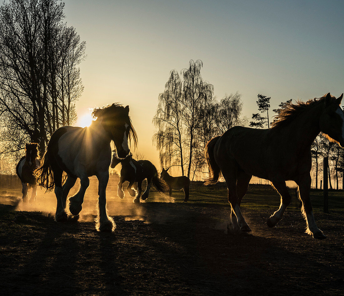 Pferde auf der Weide bei Sonnenuntergang, Wiendorf, Mecklenburg, Deutschland