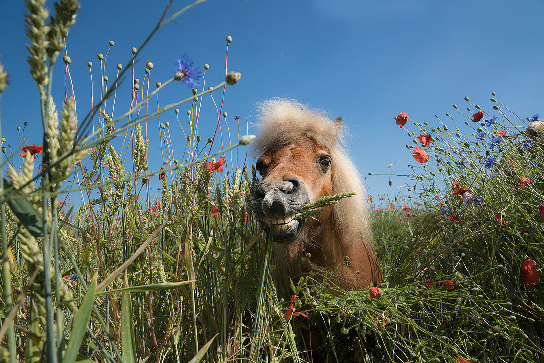 Portrait pony in sunny rural field with wildflowers