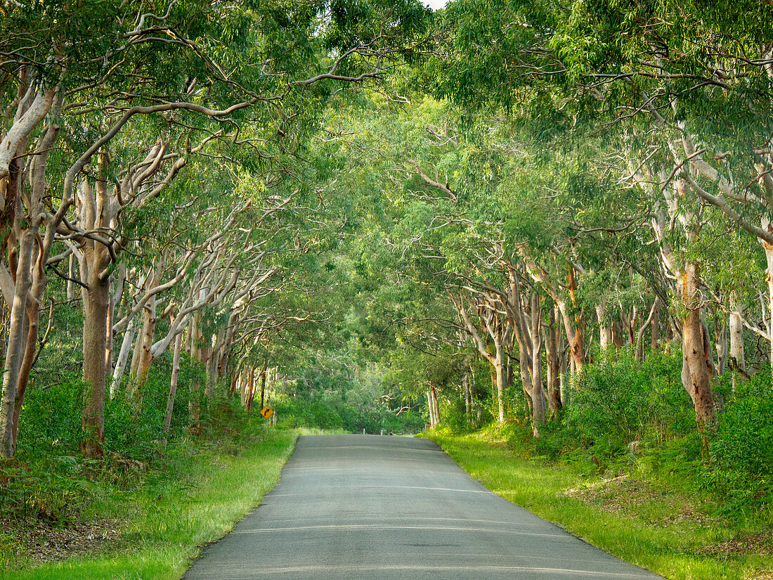 Treelined road in Myall Lakes National Park, Australia