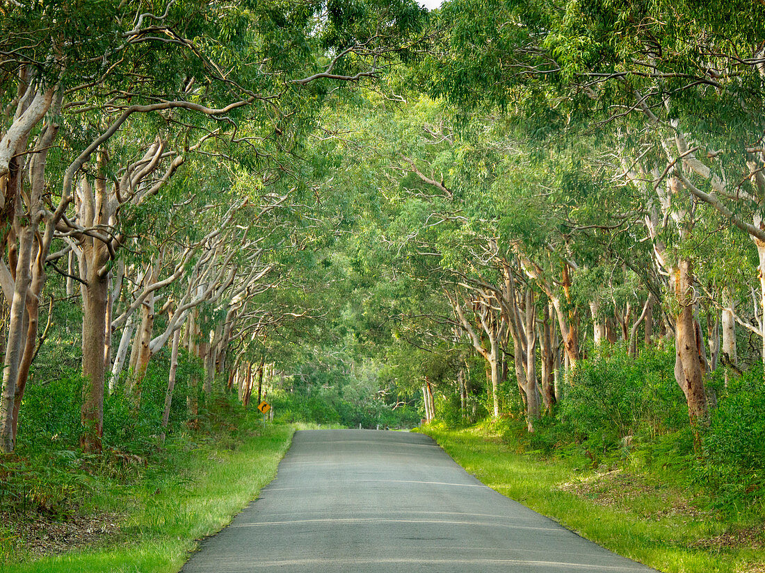 Von Bäumen gesäumte Straße in Myall Lakes National Park, Australien