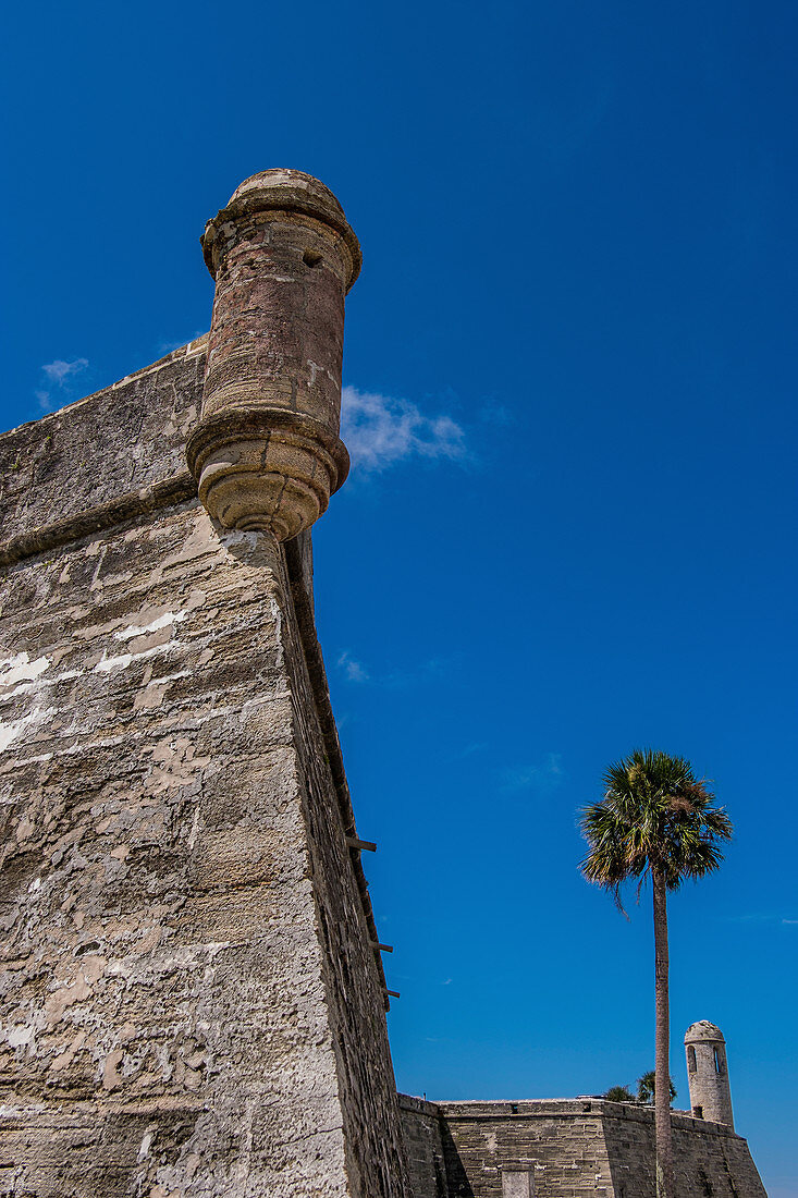 Palmen bei Castillo de San Marcos in St Augustine, USA