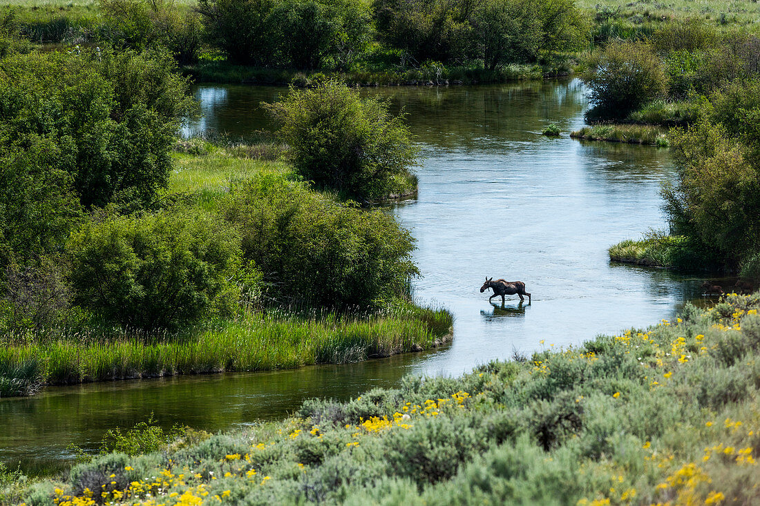 Elch überquert den Fluss in Picabo, Idaho, USA