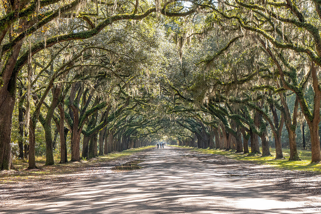 Von Bäumen gesäumte Straße mit spanischem Moos an der historischen Stätte Wormsloe in Savannah, USA