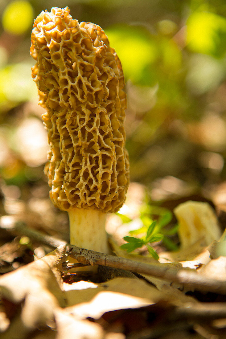 Morel mushroom
