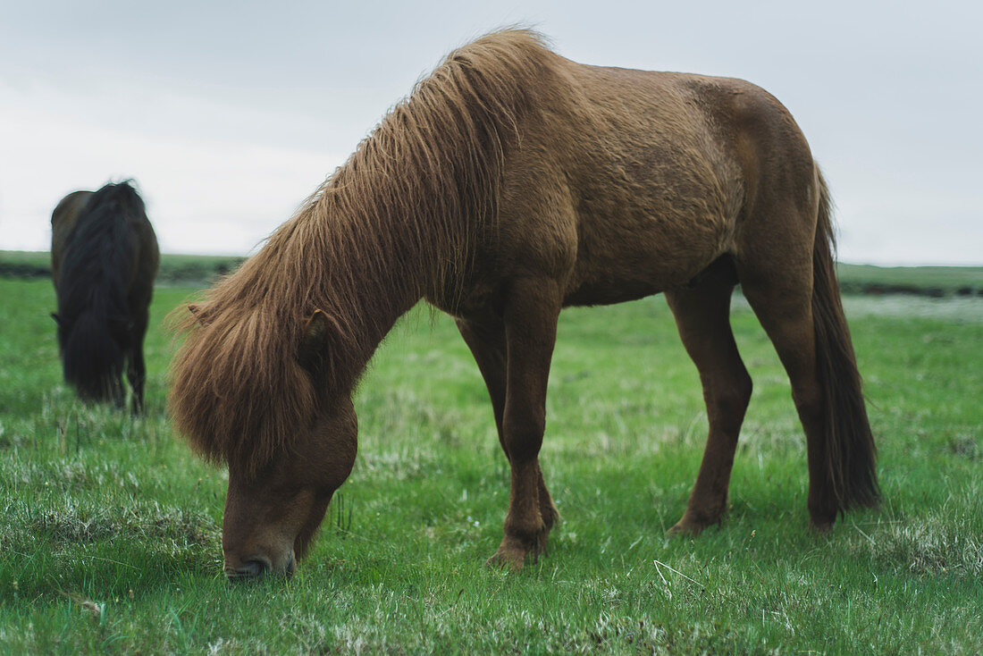 Braunes Pferd auf der Weide, Island